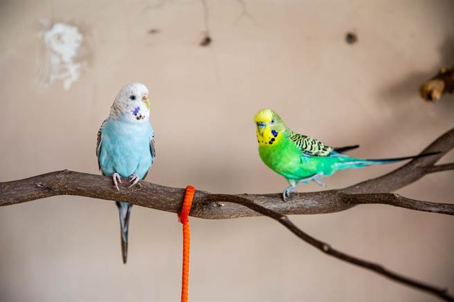 合照太靠近太太也會被吼,小綠顯得有些畏懼。(袁庭堯攝) 合照太靠近太太也會被吼,小綠顯得有些畏懼。(袁庭堯攝)