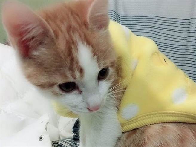 民眾阿豪意外飼養貓咪「小橘」,成為生活的一部分。(賴佑維翻攝) 民眾阿豪意外飼養貓咪「小橘」,成為生活的一部分。(賴佑維翻攝)