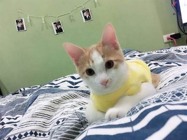 民眾阿豪的貓咪「小橘」,小巧可愛,平常就喜歡在紙箱內玩耍。(賴佑維翻攝) 民眾阿豪的貓咪「小橘」,小巧可愛,平常就喜歡在紙箱內玩耍。(賴佑維翻攝)