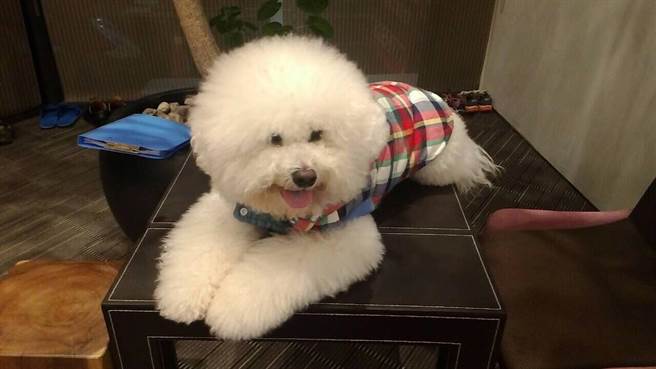 愛美的比熊犬Domo梳妝後神采奕奕,非常有自信。(張祈翻攝) image