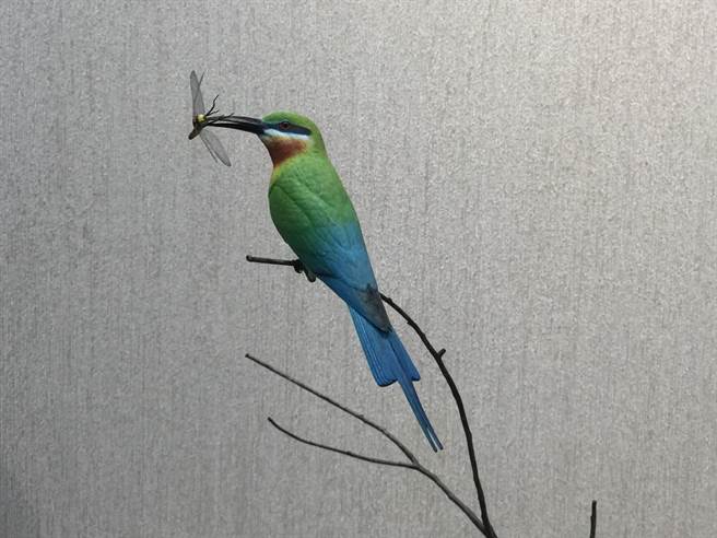 展品中的栗喉蜂虎,主要在金門繁殖。(沈揮勝攝) 展品中的栗喉蜂虎,主要在金門繁殖。(沈揮勝攝)