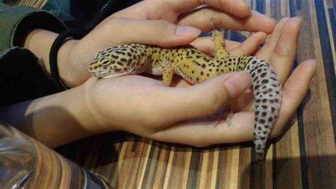 守宮「愛玉」與飼主蔡宇威培養出好情感,喜歡窩在他的手上休息。(何冠嫻翻攝) 守宮「愛玉」與飼主蔡宇威培養出好情感,喜歡窩在他的手上休息。(何冠嫻翻攝)