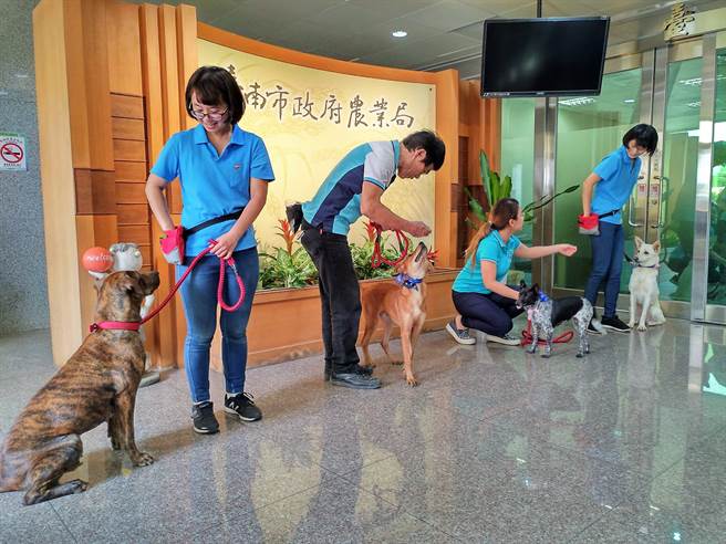 台南市創全台之先,成立「毛小孩職訓與就業輔導中心」,請來專業馴犬師、動物行為訓練師進駐,替動物之家的毛孩們職訓找頭路,提高認養率也找到鐵飯碗。(莊曜聰攝) 台南市創全台之先,成立「毛小孩職訓與就業輔導中心」,請來專業馴犬師、動物行為訓練師進駐,替動物之家的毛孩們職訓找頭路,提高認養率也找到鐵飯碗。(莊曜聰攝)