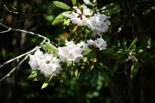 台灣杜鵑花色潔白而柔美。(沈揮勝攝) 台灣杜鵑花色潔白而柔美。(沈揮勝攝)