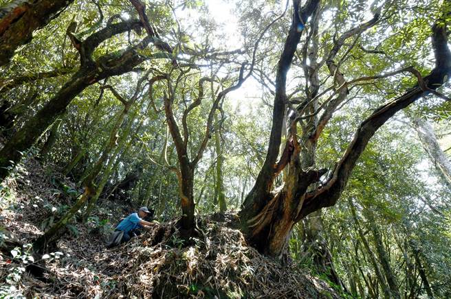 杉林溪天然環境佳,照片中這些大樹,全都是特有種「台灣杜鵑」,幹身之巨大讓人吃驚。(沈揮勝攝) 杉林溪天然環境佳,照片中這些大樹,全都是特有種「台灣杜鵑」,幹身之巨大讓人吃驚。(沈揮勝攝)