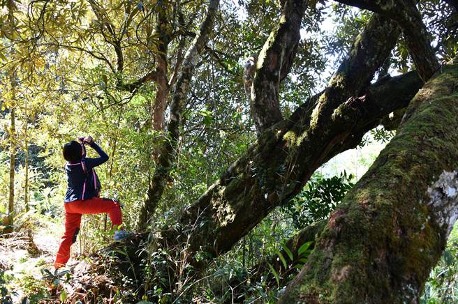 杉林溪天然環境佳,照片中這些大樹,全都是特有種「台灣杜鵑」,幹身之巨大讓人吃驚。(沈揮勝攝) 杉林溪天然環境佳,照片中這些大樹,全都是特有種「台灣杜鵑」,幹身之巨大讓人吃驚。(沈揮勝攝)