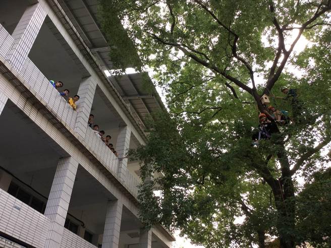 武陵生在美術老師姜昌明和專業教練帶領下,學會攀樹,並在筆直的樹上掛鳥屋。(蔡依珍攝) 武陵生在美術老師姜昌明和專業教練帶領下,學會攀樹,並在筆直的樹上掛鳥屋。(蔡依珍攝)