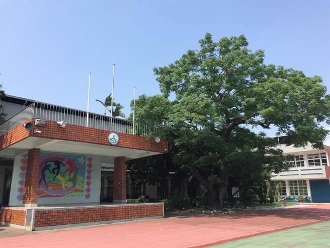 司令台旁綠意盎然的苦楝樹是頭屋國小校友共同的回憶。(巫靜婷攝) image