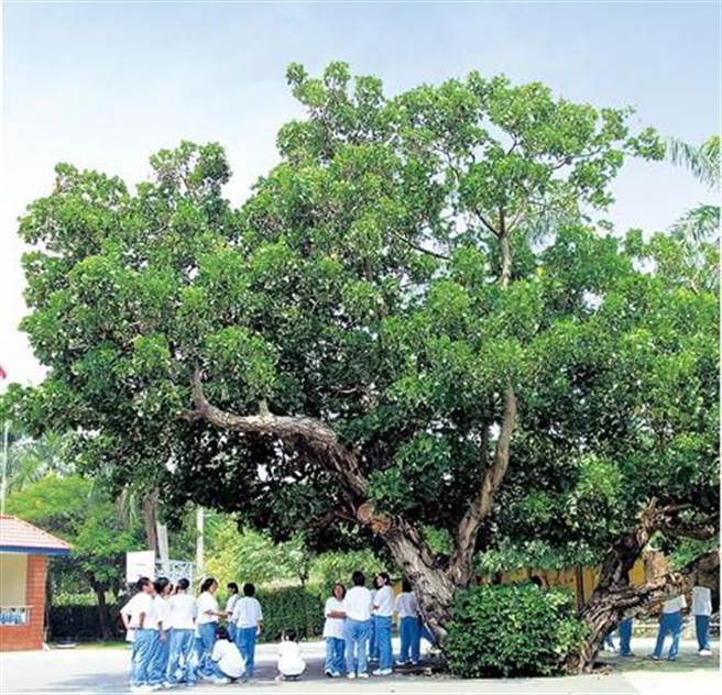明台高中內的老莿桐樹與台灣四大名園「萊園」同一年誕生,見證古蹟校園的歷史與學子的成長。(明台高中提供) image