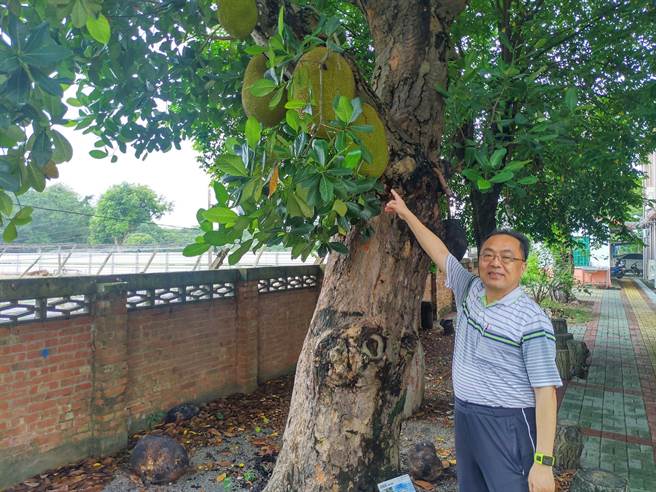 樹人國小除了3株百年芒果樹,還有一株百年波羅蜜,春夏時樹上滿是果實,吃起來清香甘甜。(莊曜聰攝) 樹人國小除了3株百年芒果樹,還有一株百年波羅蜜,春夏時樹上滿是果實,吃起來清香甘甜。(莊曜聰攝)