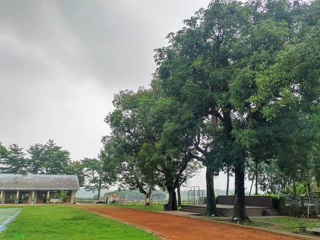 操場南方的3顆芒果樹樹齡都在百年以上,甚至在創校前就存在,照看著校園,因此有福、祿、壽三仙(左起)稱號,至今仍結實纍纍。(莊曜聰攝) 操場南方的3顆芒果樹樹齡都在百年以上,甚至在創校前就存在,照看著校園,因此有福、祿、壽三仙(左起)稱號,至今仍結實纍纍。(莊曜聰攝)