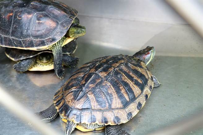屏縣府近來獲報疑有團體不定期在東港溪流域放生水生及陸生動物,將為此擬取締開罰。圖為遭放生的烏龜。(謝佳潾攝) image
