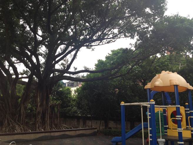 工務局興建樹林藝文綜合大樓時,保留周邊4棵超過50年以上的老樹,並設置木造平台提供乘涼、休憩,打造科技與生態共融的「老樹樂園」。(許哲瑗翻攝) 工務局興建樹林藝文綜合大樓時,保留周邊4棵超過50年以上的老樹,並設置木造平台提供乘涼、休憩,打造科技與生態共融的「老樹樂園」。(許哲瑗翻攝)