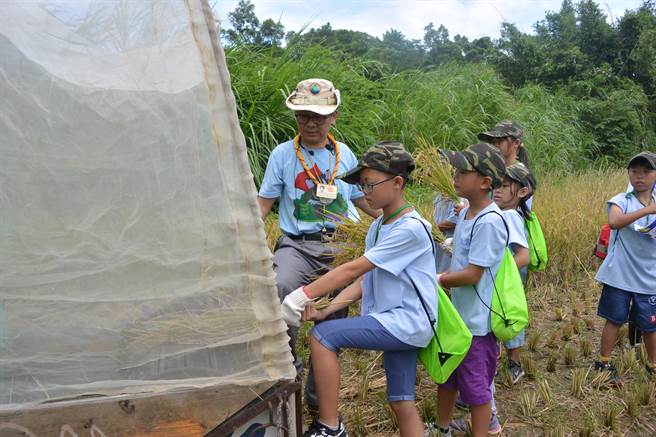 收割後的石虎米需放入手動打穀機,考驗學員手腳並用靈活度。(巫靜婷攝) 收割後的石虎米需放入手動打穀機,考驗學員手腳並用靈活度。(巫靜婷攝)