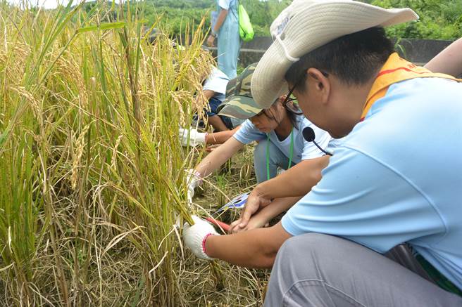 家扶夏令營帶領學員體驗石虎米田區農事,將生態保育觀念從小紮根。(巫靜婷攝) 家扶夏令營帶領學員體驗石虎米田區農事,將生態保育觀念從小紮根。(巫靜婷攝)