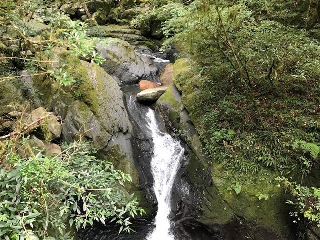 位於尖石鄉後山的司馬庫斯巨木群步道,環境天然、原始,沿途可見沁涼溪水。(莊旻靜攝) 位於尖石鄉後山的司馬庫斯巨木群步道,環境天然、原始,沿途可見沁涼溪水。(莊旻靜攝)
