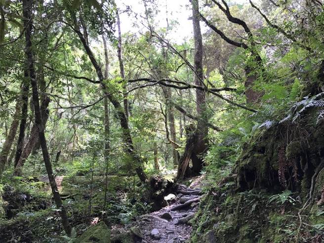 位於尖石鄉後山的司馬庫斯巨木群步道,環境天然、原始,行走不覺暑意。(莊旻靜攝) 位於尖石鄉後山的司馬庫斯巨木群步道,環境天然、原始,行走不覺暑意。(莊旻靜攝)