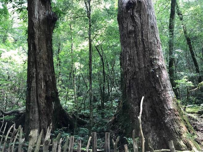 位於尖石鄉後山的司馬庫斯巨木群步道,可見到樹齡逾千年的紅檜,十分壯觀。(莊旻靜攝) 位於尖石鄉後山的司馬庫斯巨木群步道,可見到樹齡逾千年的紅檜,十分壯觀。(莊旻靜攝)