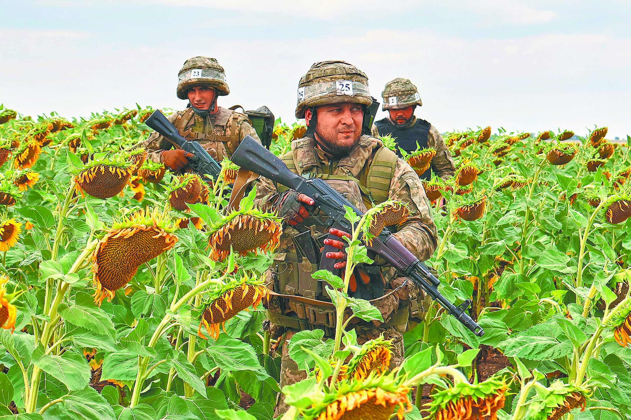 烏克蘭新兵們11日在扎波羅熱地區的向日葵田訓練。(美聯社) image