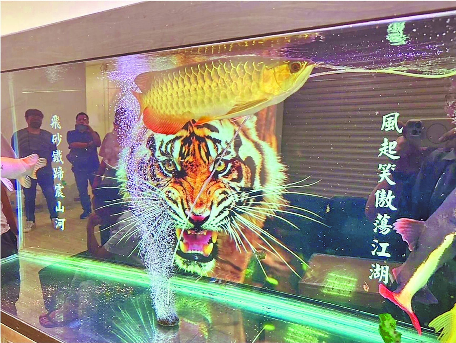 新竹地檢署指揮刑事局偵破新竹風飛砂黑幫操盤的跨境電信詐欺集團「老虎機房」,起訴27人。圖為警方查扣嫌犯刻有幫派字樣與老虎圖案的魚缸,裡頭還有龍魚。(新竹地檢署提供/陳育賢新竹傳真) image