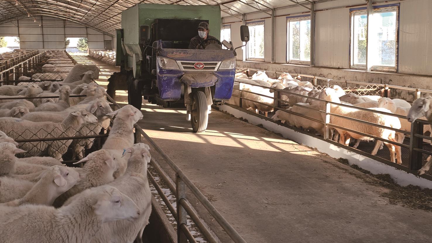 內蒙古杜美牧業生物科技有限公司劉學文教授團隊歷經十餘年攻關,成功培育出兼具生態保護與高產效益的肉羊新品種——「興安多羔羊」。(藍孝威攝) 內蒙古杜美牧業生物科技有限公司劉學文教授團隊歷經十餘年攻關,成功培育出兼具生態保護與高產效益的肉羊新品種——「興安多羔羊」。(藍孝威攝)