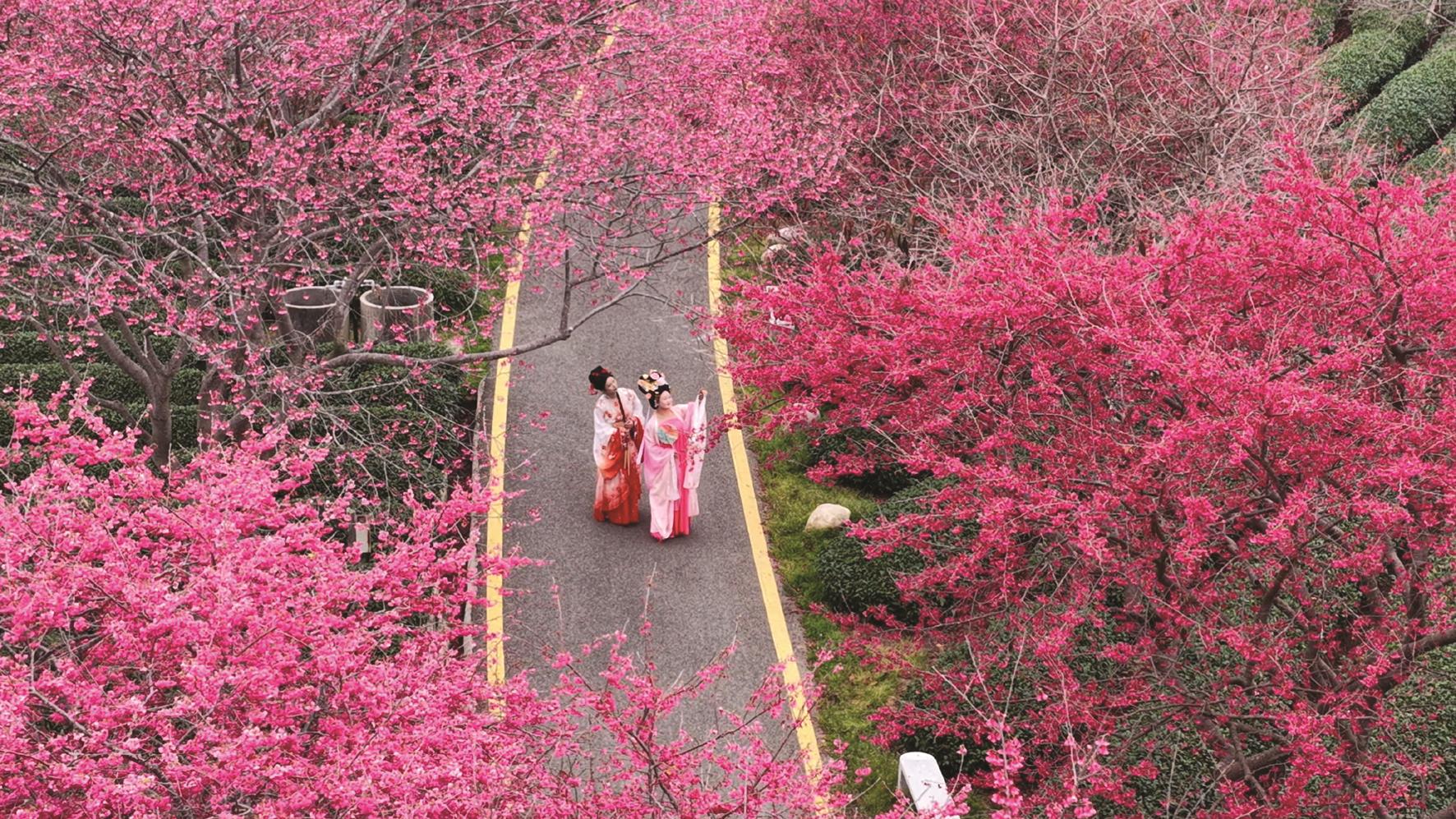 台品櫻花茶園空拍照,感受園區裡的花團景簇。(主辦單位提供) 台品櫻花茶園空拍照,感受園區裡的花團景簇。(主辦單位提供)