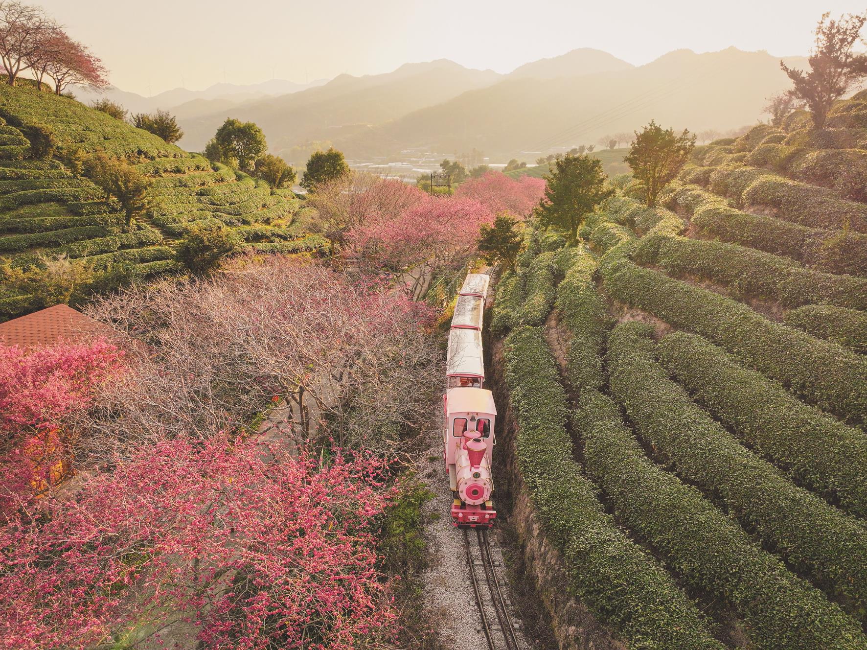 櫻花茶園裡的小火車。(主辦單位提供) 櫻花茶園裡的小火車。(主辦單位提供)