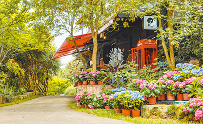 桃園市農業局舉辦「花現台七—繡球金針農遊趣」,從5月11日起為期16天,民眾到台七桃花源休閒農業區及百吉休閒農業區可以欣賞金針花海及繡球花海。(桃園市農業局提供/賴佑維桃園傳真) image