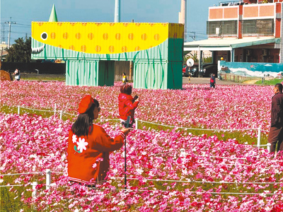 台中市龍井區農會連續10年舉辦「花現龍井」邀民眾同遊花海,今年傳出停辦。(本報資料照片) image