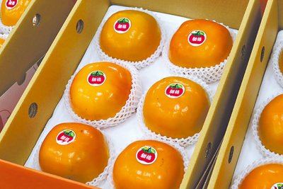新竹縣五峰鄉甜柿產季來臨,但長年受到猴害影響,已有果農不願再經營。(邱立雅攝) image