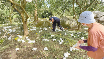 康芮颱風過境,台東縣成功鎮臍橙落果滿地,農民欲哭無淚。(蔡旻妤攝) image