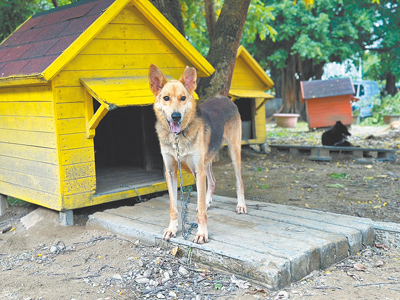 仁德區「毛孩森活村」18日將啟用,總共可收容200隻遊蕩犬。(動保處提供/曹婷婷台南傳真) image