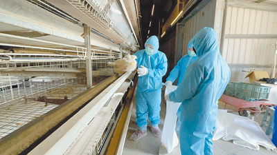 彰化縣芳苑鄉1處蛋雞場雞隻確診感染新型H5N1亞型高病原性禽流感病毒,周邊10家養雞場列管監測採樣。(彰化縣府提供/潘虹恩彰化傳真) image