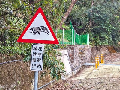 新北市農業局於汐止區八連路設置第7處生態廊道,2024年底完工,為穿山甲、麝香貓及鼬獾、白鼻心等野生動物提供安全回家的路。(陳慰慈攝) image
