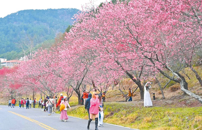 武陵農場山櫻花正陸續綻放,美景宜人,目前花況約4成,估計228連假期間將盛開迎賓。(武陵農場提供/寶智華台中傳真) image
