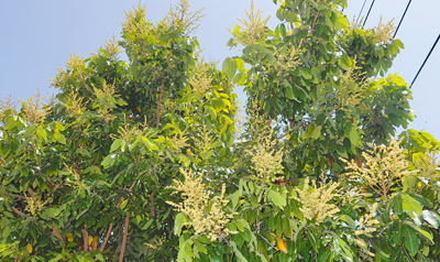 彰化縣荔枝、龍眼花況佳,今年有望迎來豐收,農業處表示,目前樂觀看待,收成有望較去年增加1倍以上。 圖為龍眼開花。(葉靜美攝) image
