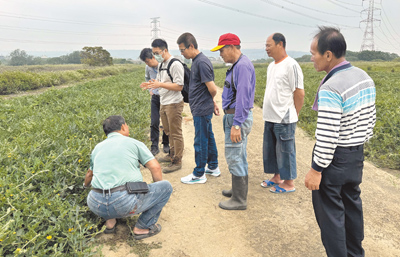 台中市龍井區公所與農業相關單位、農民近日持續勘查西瓜受損情況。(摘自龍井區公所臉書/潘虹恩台中傳真) 台中市龍井區公所與農業相關單位、農民近日持續勘查西瓜受損情況。(摘自龍井區公所臉書/潘虹恩台中傳真)