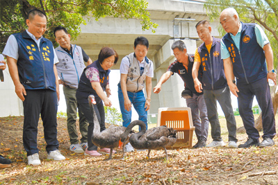 後龍鎮公所21日在高鐵苗栗站旁客家圓樓舉辦「黑天鵝入厝儀式」,由頭份大久繁殖場業者范進軒捐贈一對珍稀黑天鵝,進駐北勢溪水域。(呂麗甄攝) image