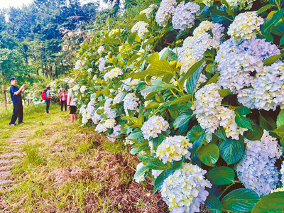 武陵農場露營區草原旁步道的繡球花綿延500公尺長,吸引遊客上山欣賞。(武陵農場提供/李京昇台中傳真) image