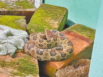 龜殼花習慣盤旋成一捆繩索狀,對獵物伺機而動。(新北市動保處提供/張鎧乙新北傳真) image
