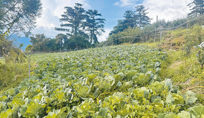 根據台中果菜市場交易行情,梨山高麗菜目價格較一周前漲45%,但菜農認為,多在颱風前收成,菜價漲對農民挹注不大。(羅進玉提供/李京昇台中傳真) image