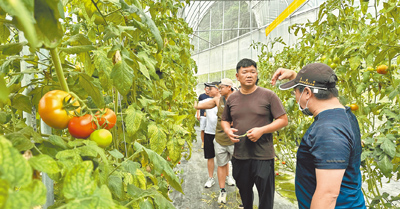 南投縣仁愛鄉青農謝智宇(右二)坦言栽種牛番茄飽受挫折,但不放棄任何研習機會,建立起生產管理模式。(楊靜茹攝) image