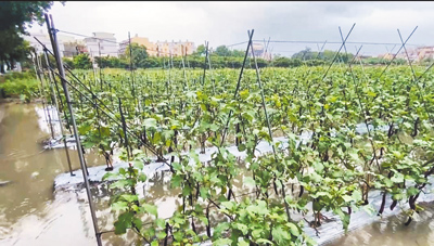 茄株泡水中,彰化縣農民嘆植株可能爛根。(民眾提供/葉靜美彰化傳真) image