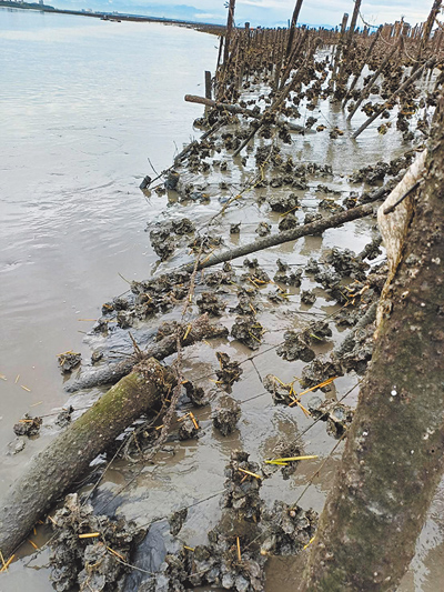 彰化縣受連日豪大雨侵襲影響,縣府農業處已接獲福興鄉有1公頃「蚵棚」慘遭流失毀損,有蚵農反映牡蠣「變小了」。(彰化縣政府提供/葉靜美彰化傳真) image