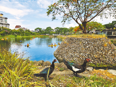 屏東市萬年公園及復興公園鴨鵝成群,造成水質及步道髒亂。(本報資料照片) image