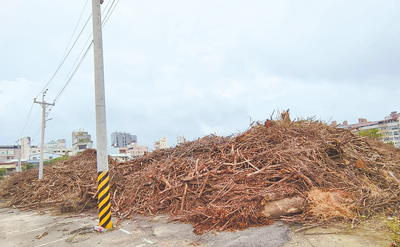 丹娜絲颱風摧殘嘉義市樹木,大量斷樹殘枝堆放在新生路原建國二村空地暫置場,市府預計8月底完成去化。(廖素慧攝) image