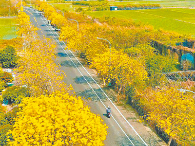 台14丁沿線黃花風鈴木大道,公路局南投工務段基於安全考量,將在9月1日至26日,移除其中93株有問題的樹木。(本報資料照片) image