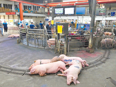 農業部協調全台肉品市場休市4天調節豬價,雲林肉品市場豬價10日仍處於高檔,預估中秋節後才有回穩空間。(張朝欣攝) image