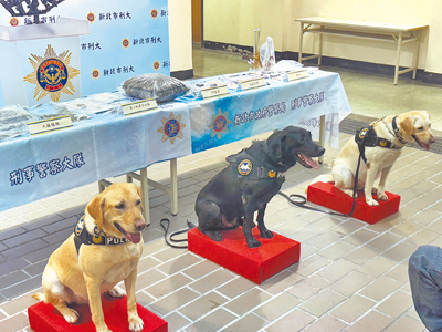 新北市刑警大隊針對近期氾濫的二級毒品大麻發動掃毒行動,9月23日、24日兵分多路掃毒,輔以專業培訓的緝毒犬(見圖),查獲大麻等毒品1350公克、大麻菸彈70顆與施用器具一批。(柯毓庭攝) image