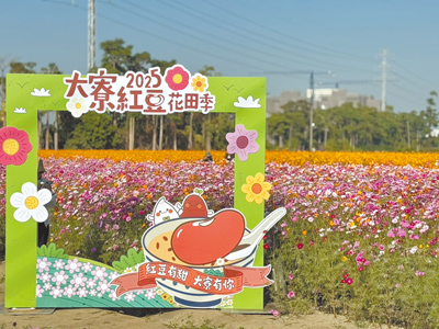 2025大寮紅豆花田季於13日起一連兩天在高雄市大寮捷運站1號出口前廣場登場,永芳里及前庄里的景觀花田百花齊發。(洪靖宜攝) 2025大寮紅豆花田季於13日起一連兩天在高雄市大寮捷運站1號出口前廣場登場,永芳里及前庄里的景觀花田百花齊發。(洪靖宜攝)